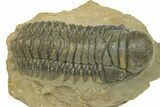 -D Crotalocephalina Trilobite - Atchana, Morocco #289069-3